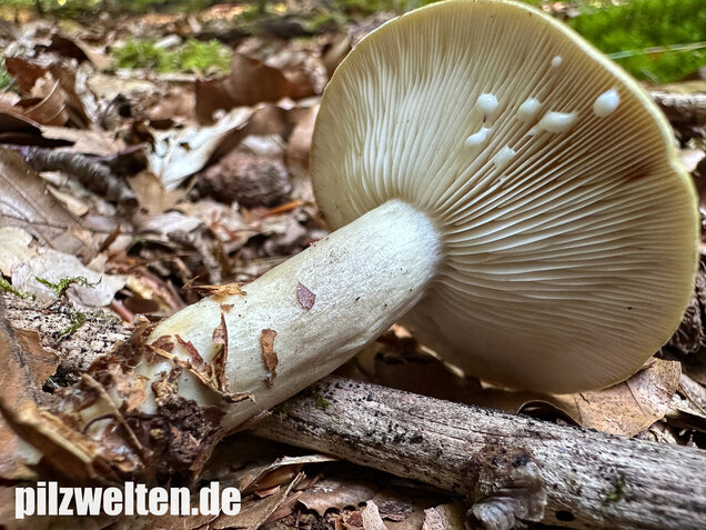 Graugrüner Milchling, Lactarius blennius