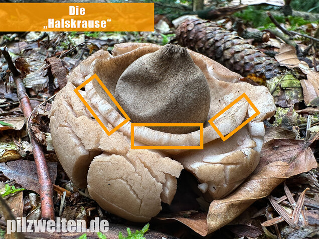 Halskrausen-Erdstern, Geastrum michelianum