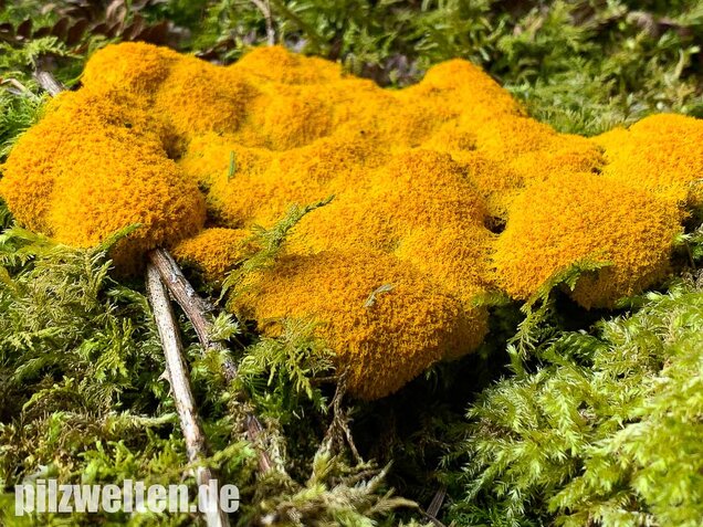 Hexenbutter, Fuligo septica