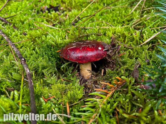 Lederstieltäubling, Russula viscida