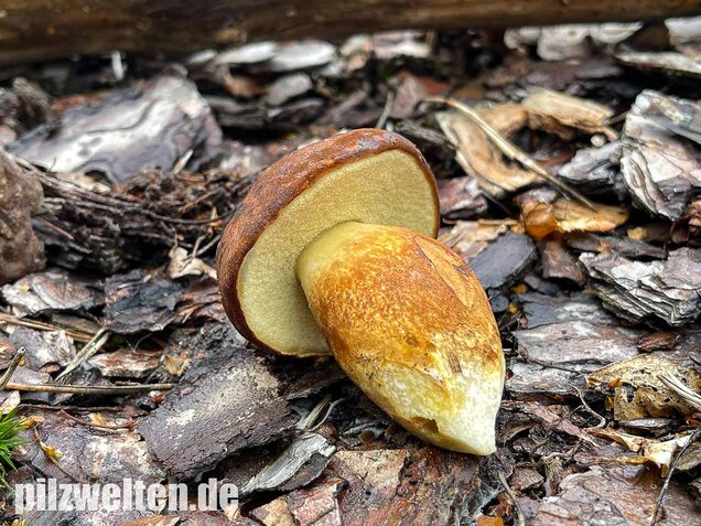 Maronenröhrling, Imleria badia