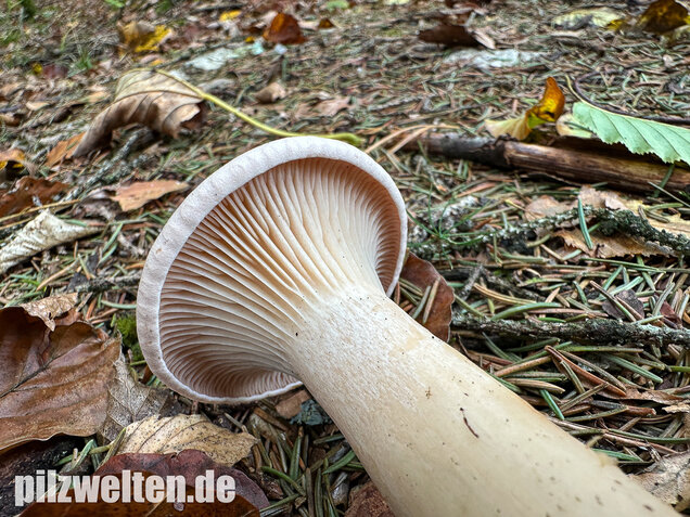 Mönchskopf, Infundibulicybe geotropa