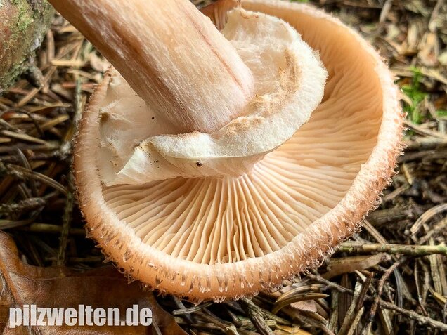 Nadelholzhallimasch, Armillaria ostoyae