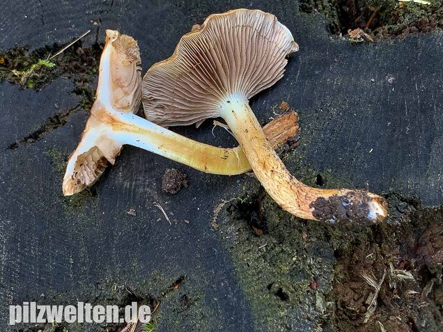 Nadelwaldschüppling, Pholiota spumosa