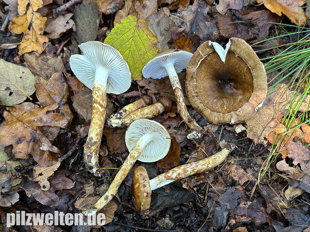 Zweifarbiger Schneckling, Olivbraungestiefelter Schneckling, Hygrophorus persoonii