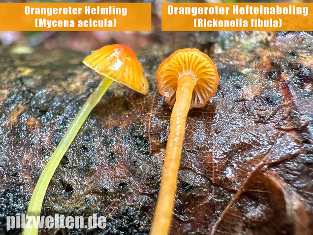 Orangeroter Helmling, Mycena acicula