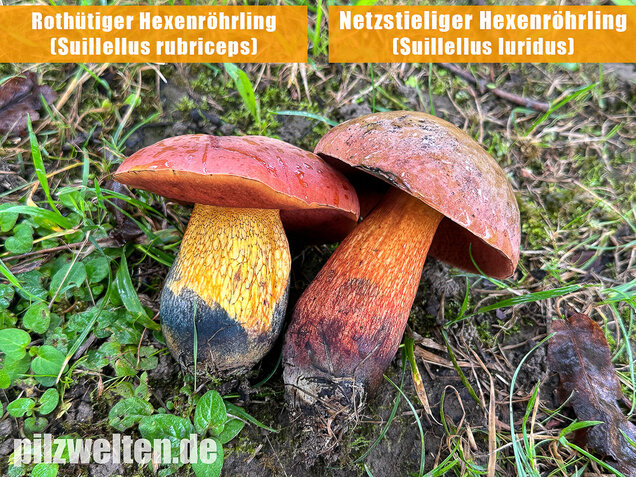 Rothütiger Hexenröhrling, Suillellus rubriceps