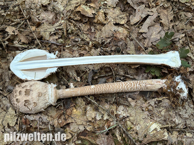 Riesenschirmling, Parasol, Macrolepiota procera