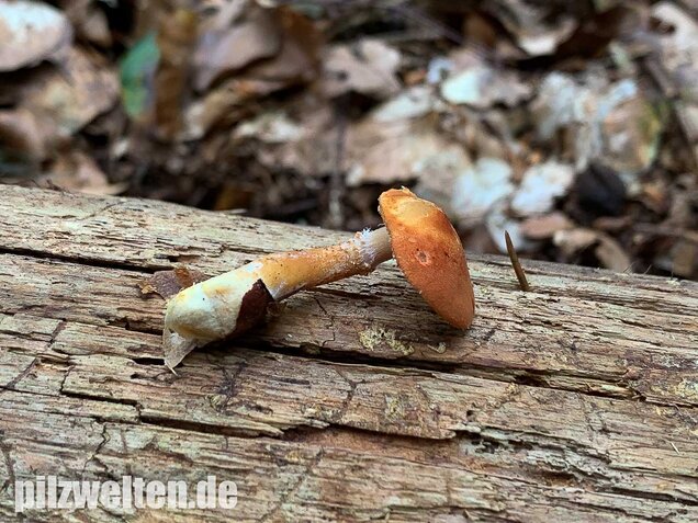 Rostroter Körnchenschirmling, Cystodermella granulosa