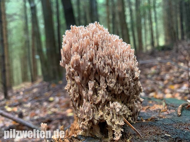 Rotbraune Koralle, Ramaria rubella