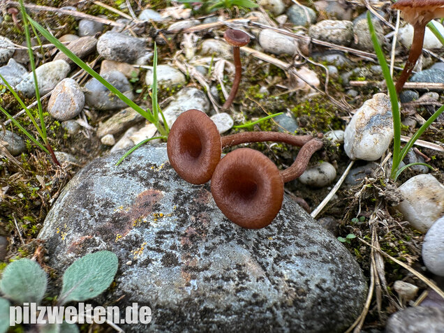Becherförmiger Nabeling, Omphalina pyxidata