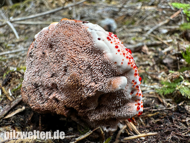 Scharfer Korkstacheling, Blutender Korkstacheling, Hydnellum peckii