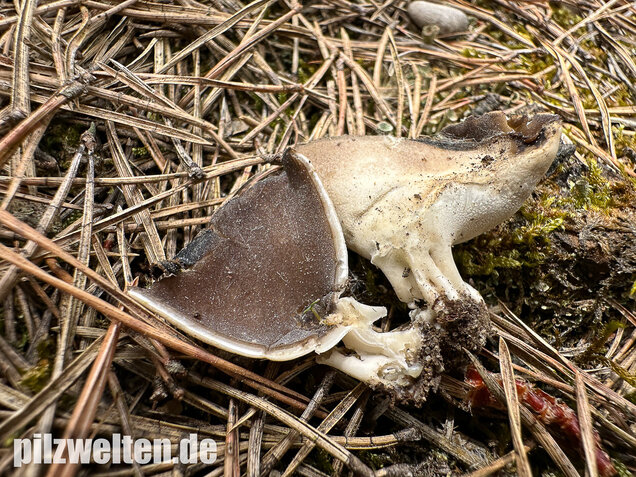 Schwarzweiße Rippen-Becherlorchel, Dissingia leucomelaena