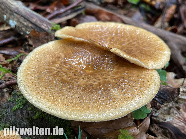 Sklerotienporling, Polyporus tuberaster