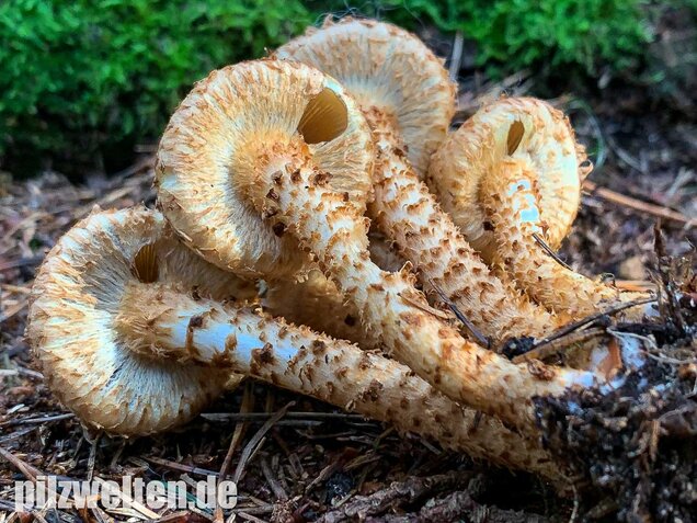Sparriger Schüppling, Pholiota squarrosa