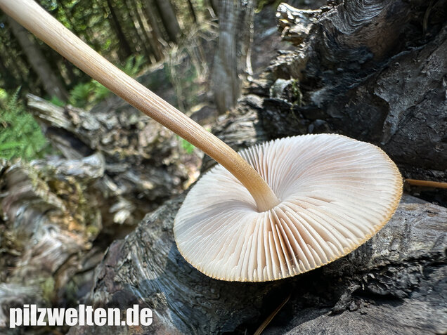 Verschiedenfarbiger Dachpilz, Pluteus plautus
