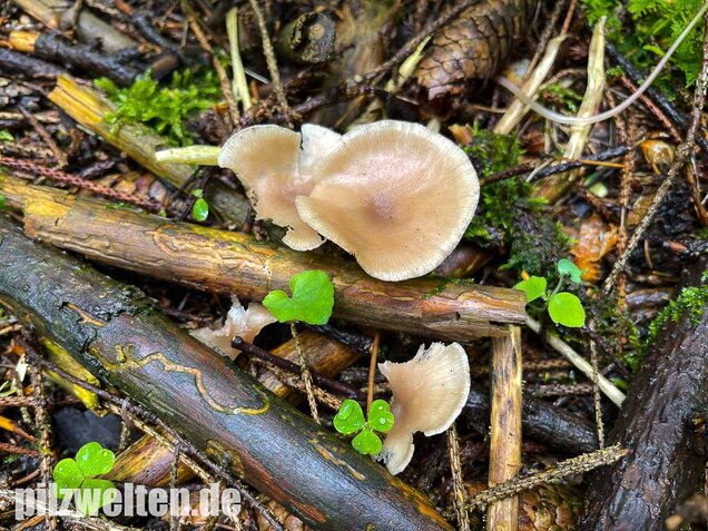 Weißlicher Anistrichterling, Clitocybe fragrans