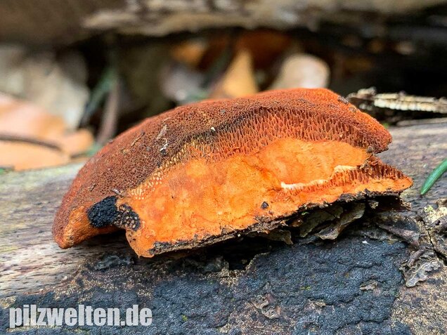 Zinnoberrote Tramete, Pycnoporus cinnabarinus