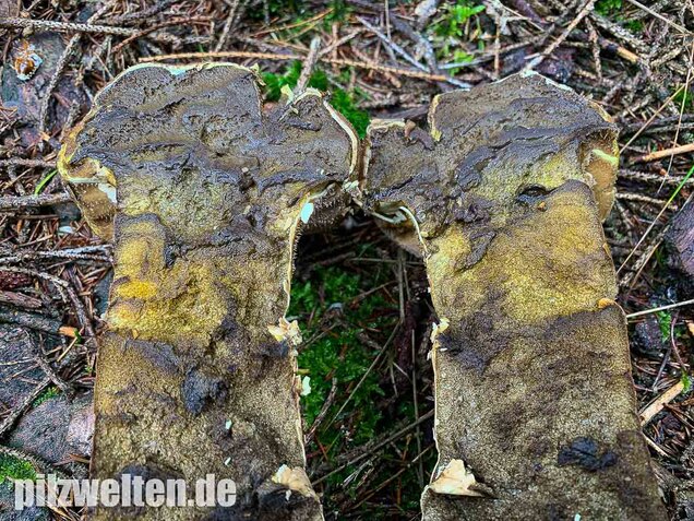 Beutelstäubling, Lycoperdon excipuliforme