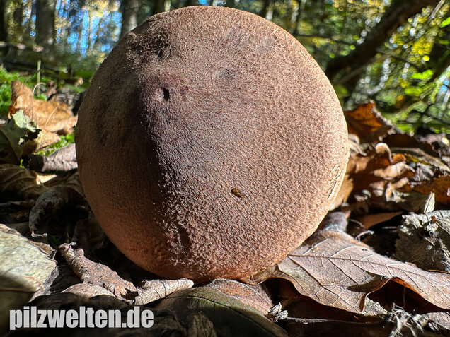 Braunschuppiger Ritterling, Feinschuppiger Ritterling, Tricholoma imbricatum