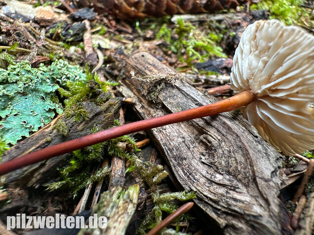 Knoblauchschwindling, Mycetinis scorodonius