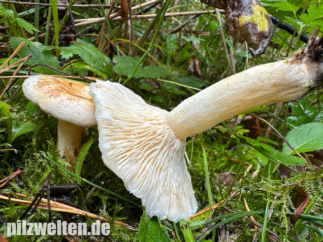 Flaumiger Moormilchling, Lactarius scoticus