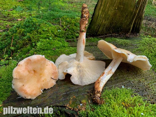 Gefleckter Rosasporrübling, Rhodocollybia maculata