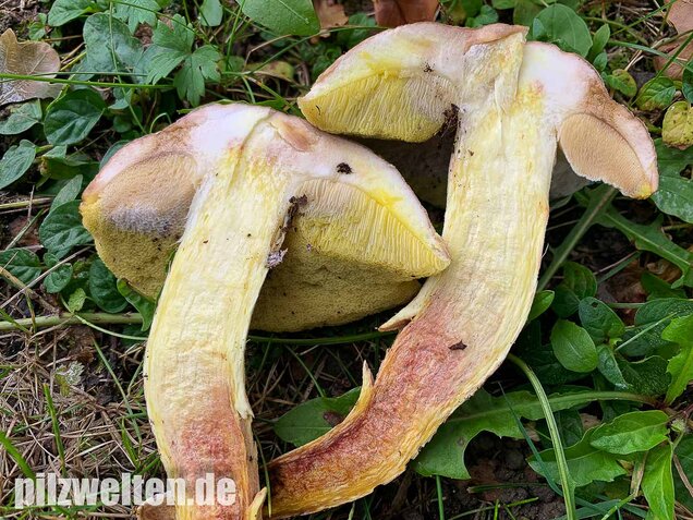 Gehämmerter Röhrling, Hemileccinum depilatum