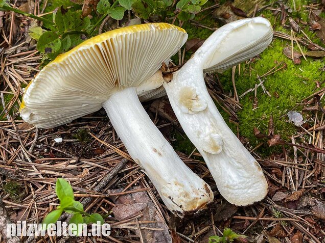 Gelber Graustieltäubling, Russula claroflava