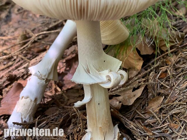 Gelber Knollenblätterpilz (weiße Form), Amanita citrina var. alba