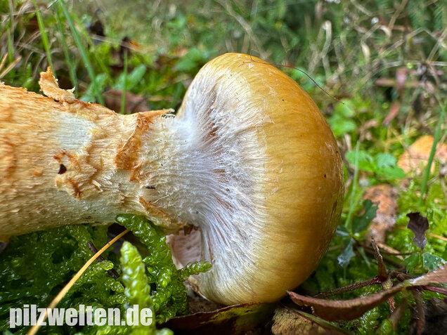 Gelbgestiefelter Schleimkopf, Phlegmacium triumphans