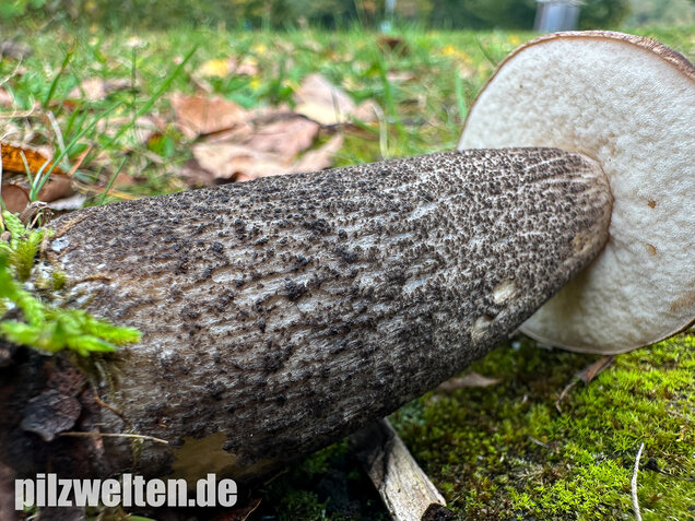 Gemeiner Birkenpilz, Langfuß, Birkenraufuß, Leccinum scabrum