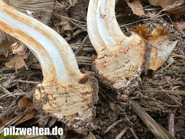 Gerandetknolliger Safranschirmling, Chlorophyllum brunneum
