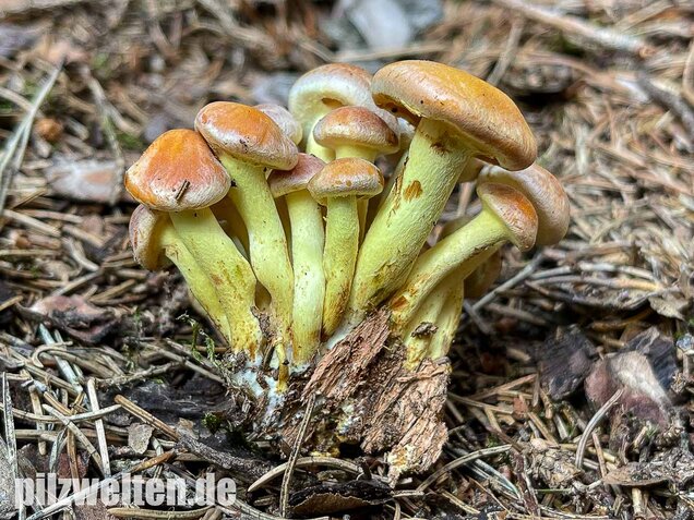 Grünblättriger Schwefelkopf, Hypholoma fasciculare