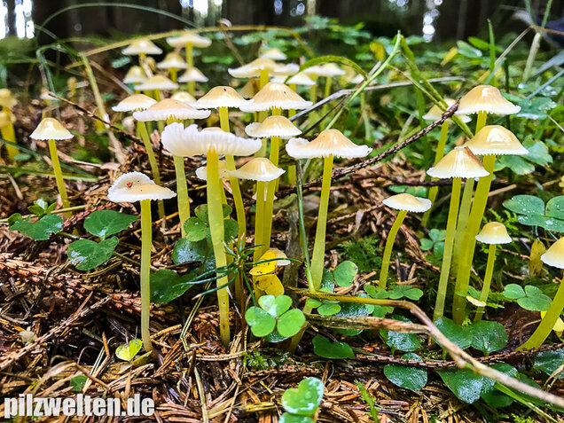 Gummihelmling, Dehnbarer Helmling, Mycena epipterygia