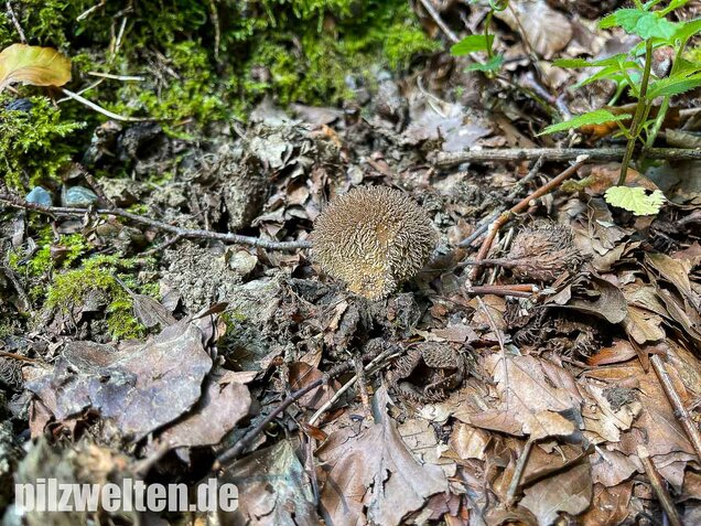 Igelstäubling, Lycoperdon echinatum