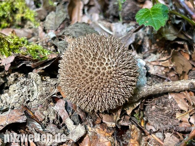 Igelstäubling, Lycoperdon echinatum