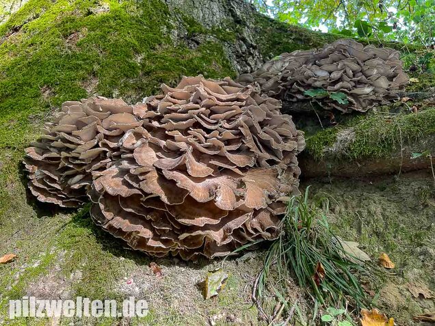 Klapperschwamm, Maitake, Grifola frondosa