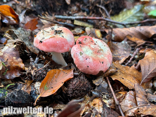 Kleiner Rosatäubling, Russula minutula