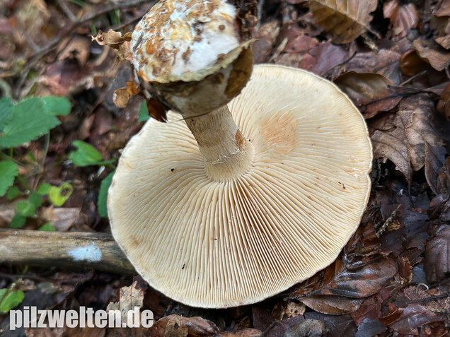 Knolliger Schleierritterling, Leucocortinarius bulbiger