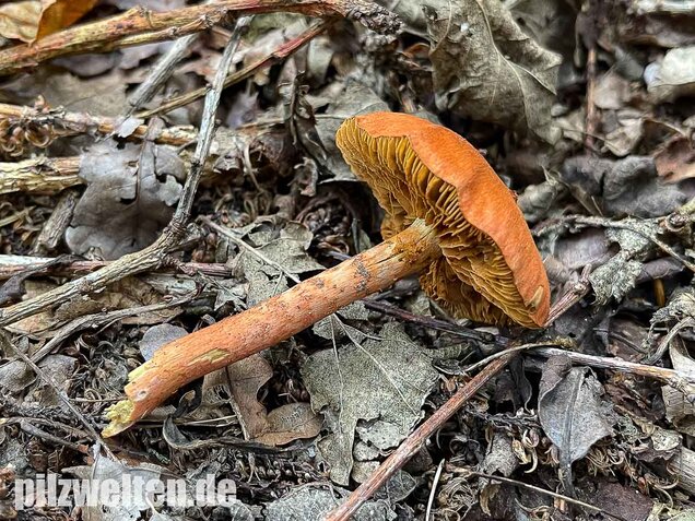 Kupferroter Hautkopf, Cortinarius uliginosus