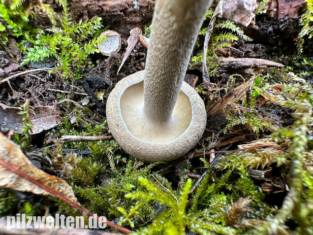 Maiporling, Bewimperter Stielporling, Lentinus substrictus