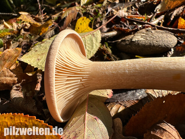 Mönchskopf, Infundibulicybe geotropa