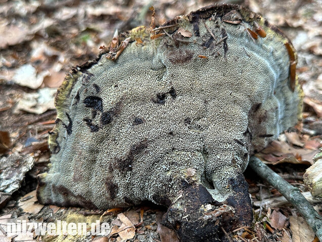 Nadelholzbraunporling, Phaeolus schweinitzii