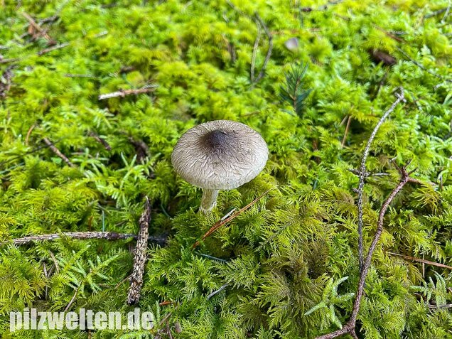 Natternstieliger Schneckling, Hygrophorus olivaceoalbus