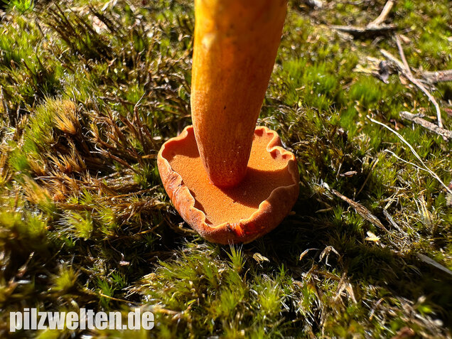 Pfefferröhrling, Chalciporus piperatus