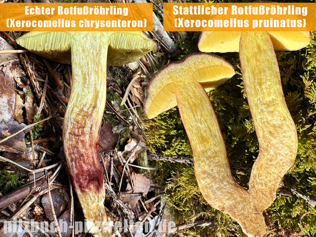 Echter Rotfußröhrling, Xerocomellus chrysenteron