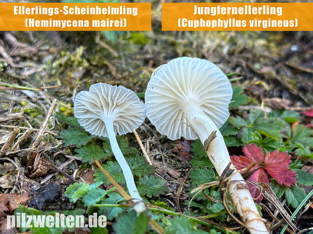 Ellerlings-Scheinhelmling, Rasenscheinhelmling, Hemimycena mairei