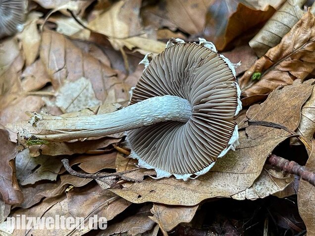 Reichbeschleierter Faserling, Psathyrella spintrigeroides