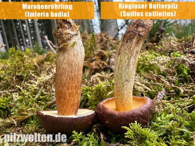 Ringloser Butterpilz, Suillus collinitus